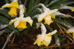 Daffodils in snow.jpg
